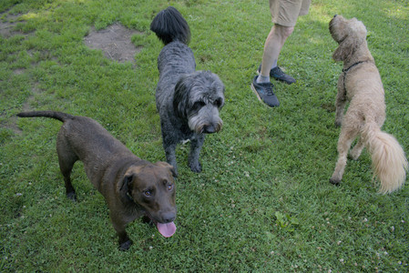 20250717_Dog Park__DSC0034_.jpg