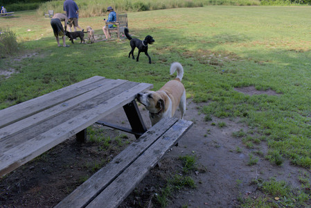20250717_Dog Park__DSC0036_.jpg