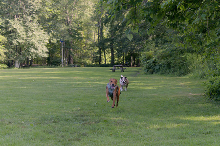 20250717_Dog Park__DSC0038_.jpg