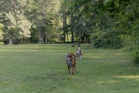 20250717_Dog Park__DSC0039_.jpg