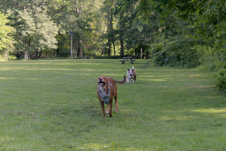 20250717_Dog Park__DSC0041_.jpg