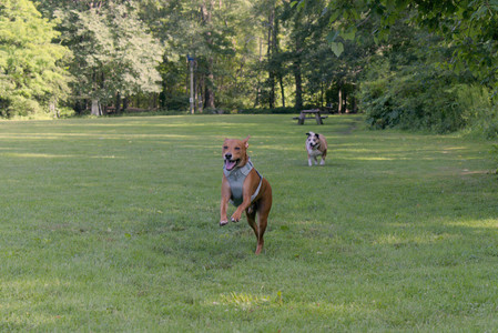 20250717_Dog Park__DSC0042_.jpg