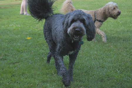 20250717_Dog Park__DSC0065_.jpg