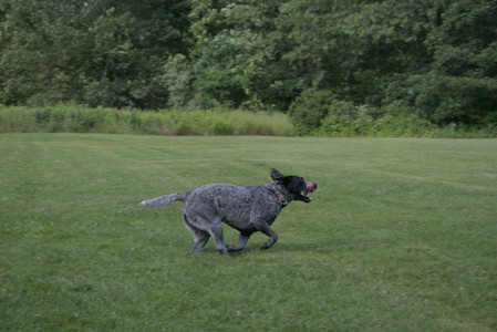 20250717_Dog Park__DSC0068_.jpg