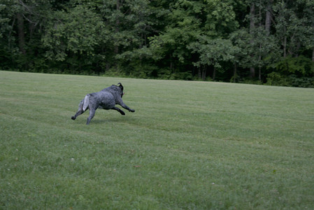 20250717_Dog Park__DSC0071_.jpg