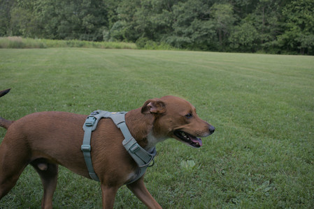 20250717_Dog Park__DSC0073_.jpg