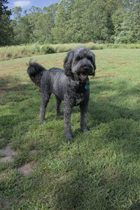 20250717_Dog Park__DSC0091_.jpg