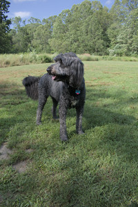 20250717_Dog Park__DSC0098_.jpg