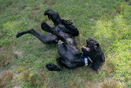 20250717_Dog Park__DSC0102_.jpg