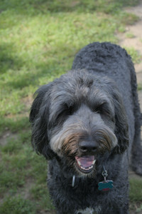 20250717_Dog Park__DSC0109_.jpg