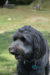 20250717_Dog Park__DSC0110_.jpg