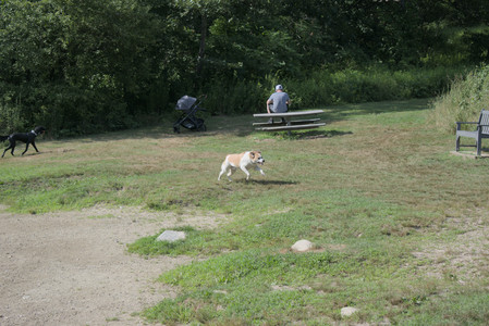 20250717_Dog Park__DSC0119_.jpg