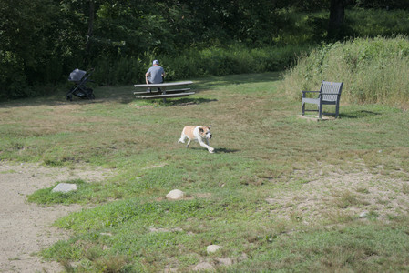 20250717_Dog Park__DSC0121_.jpg
