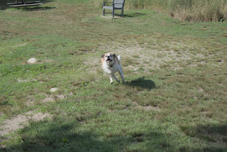 20250717_Dog Park__DSC0124_.jpg