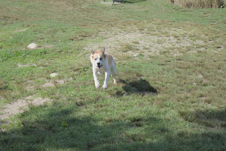 20250717_Dog Park__DSC0125_.jpg