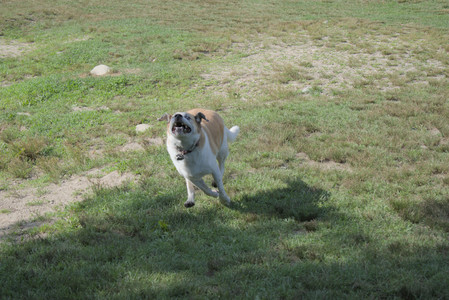 20250717_Dog Park__DSC0126_.jpg