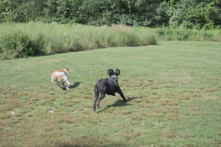 20250717_Dog Park__DSC0127_.jpg