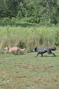 20250717_Dog Park__DSC0130_.jpg