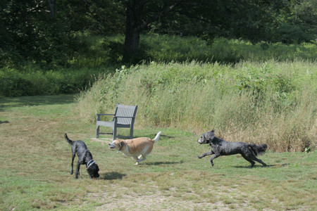 20250717_Dog Park__DSC0132_.jpg
