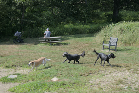 20250717_Dog Park__DSC0134_.jpg