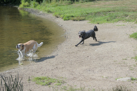 20250717_Dog Park__DSC0135_.jpg