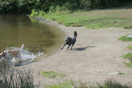20250717_Dog Park__DSC0136_.jpg