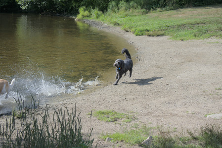 20250717_Dog Park__DSC0137_.jpg