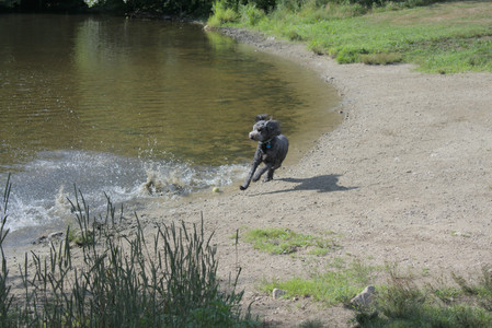 20250717_Dog Park__DSC0138_.jpg