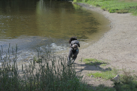20250717_Dog Park__DSC0140_.jpg