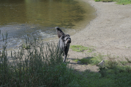 20250717_Dog Park__DSC0141_.jpg