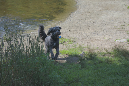 20250717_Dog Park__DSC0142_.jpg