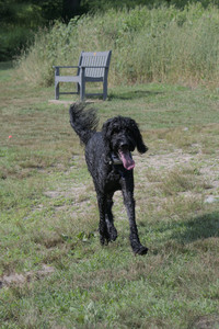 20250717_Dog Park__DSC0151_.jpg