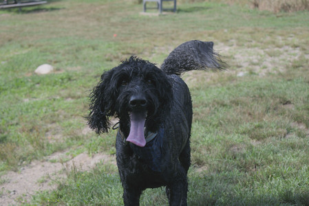 20250717_Dog Park__DSC0156_.jpg