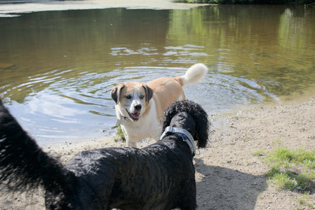 20250717_Dog Park__DSC0164_.jpg