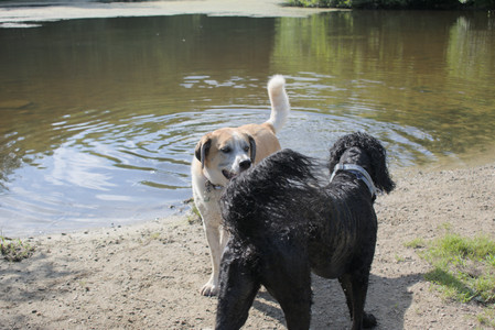 20250717_Dog Park__DSC0165_.jpg