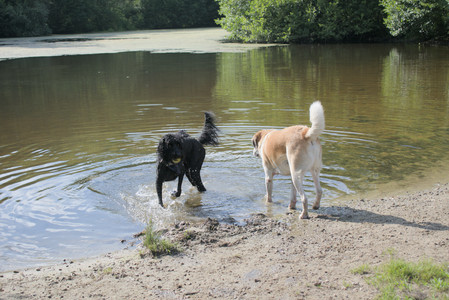 20250717_Dog Park__DSC0168_.jpg