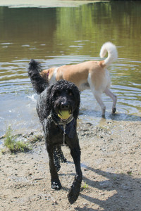 20250717_Dog Park__DSC0174_.jpg