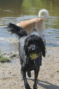 20250717_Dog Park__DSC0175_.jpg
