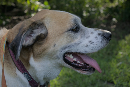 20250717_Dog Park__DSC0180_.jpg