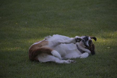 20250719_Dog park part two and baby__DSC0096_.jpg