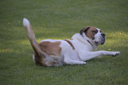 20250719_Dog park part two and baby__DSC0097_.jpg