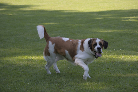 20250719_Dog park part two and baby__DSC0101_.jpg