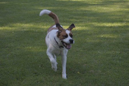 20250719_Dog park part two and baby__DSC0105_.jpg