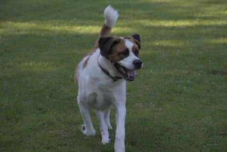 20250719_Dog park part two and baby__DSC0107_.jpg