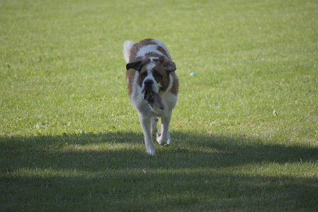 20250719_Dog park part two and baby__DSC0108_.jpg