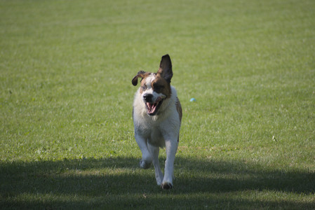 20250719_Dog park part two and baby__DSC0109_.jpg
