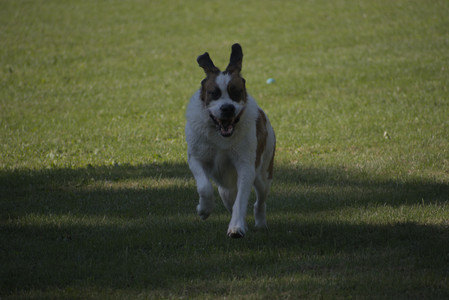 20250719_Dog park part two and baby__DSC0110_.jpg