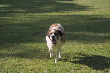 20250719_Dog park part two and baby__DSC0119_.jpg