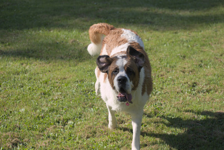 20250719_Dog park part two and baby__DSC0121_.jpg