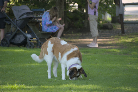 20250719_Dog park part two and baby__DSC0124_.jpg